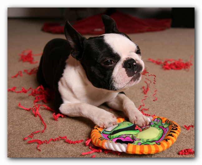 Howie the Sunwoods Boston Terrier Puppy