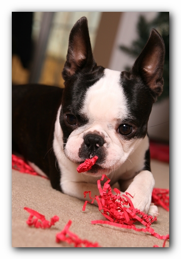 Howie the Sunwoods Boston Terrier Puppy