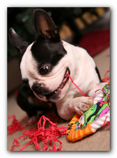 Howie the Sunwoods Boston Terrier Puppy