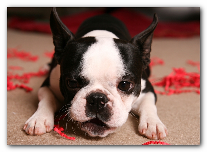 Howie the Sunwoods Boston Terrier Puppy