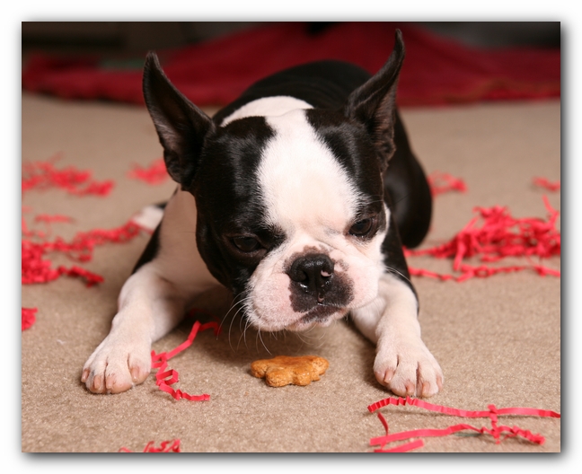 Howie the Sunwoods Boston Terrier Puppy