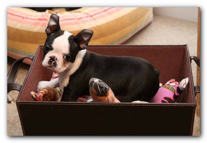 Howie the Sunwoods Boston Terrier Puppy