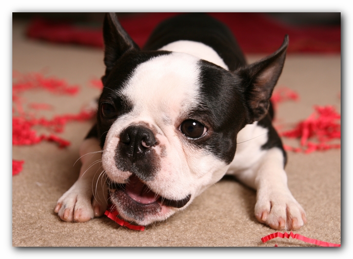 Howie the Sunwoods Boston Terrier Puppy