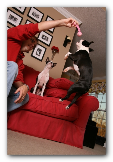 Howie the Sunwoods Boston Terrier Puppy