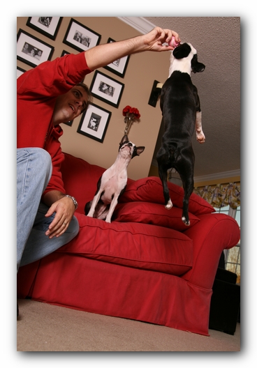 Howie the Sunwoods Boston Terrier Puppy
