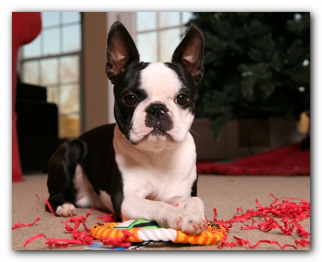 Howie the Sunwoods Boston Terrier Puppy