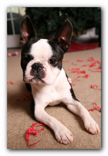 Howie the Sunwoods Boston Terrier Puppy
