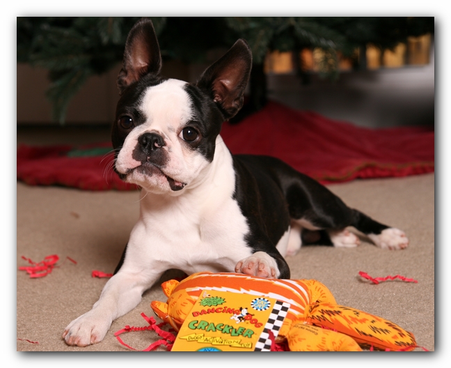 Howie the Sunwoods Boston Terrier Puppy
