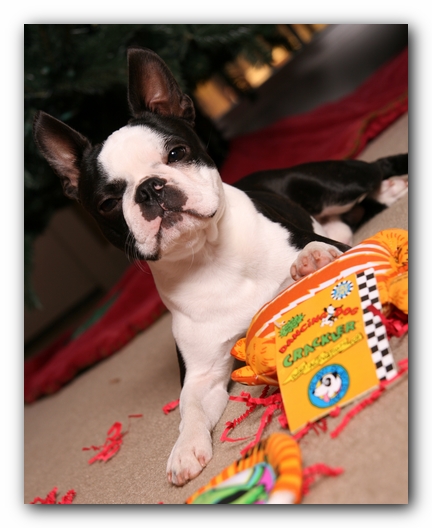 Howie the Sunwoods Boston Terrier Puppy