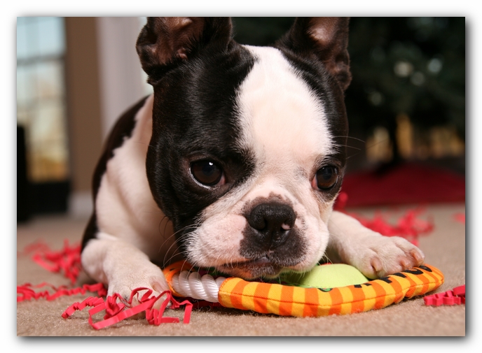 Howie the Sunwoods Boston Terrier Puppy
