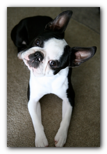 Howie the Sunwoods Boston Terrier Puppy