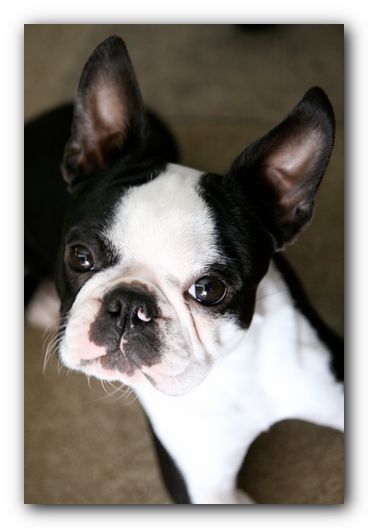 Howie the Sunwoods Boston Terrier Puppy