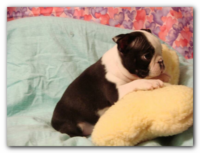 Howie the Sunwoods Boston Terrier Puppy