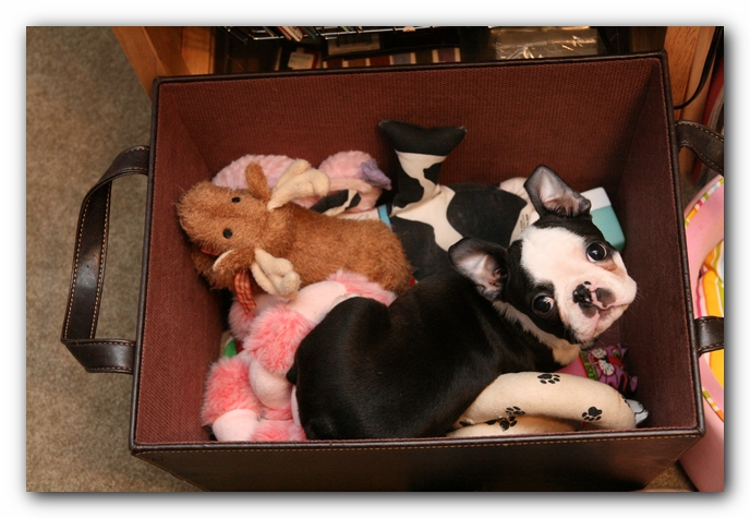 Howie the Sunwoods Boston Terrier Puppy