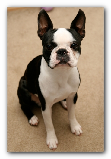 Howie the Sunwoods Boston Terrier Puppy
