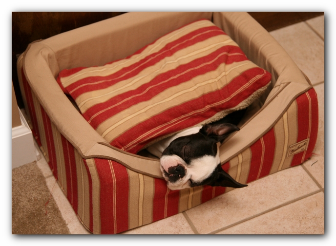 Howie the Sunwoods Boston Terrier Puppy