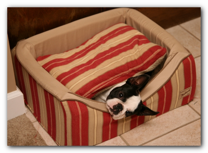 Howie the Sunwoods Boston Terrier Puppy
