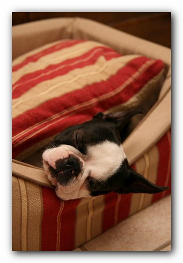 Howie the Sunwoods Boston Terrier Puppy