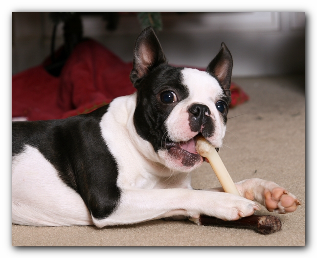 Howie the Sunwoods Boston Terrier Puppy