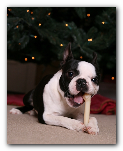 Howie the Sunwoods Boston Terrier Puppy