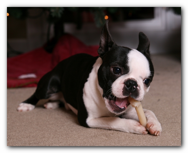 Howie the Sunwoods Boston Terrier Puppy