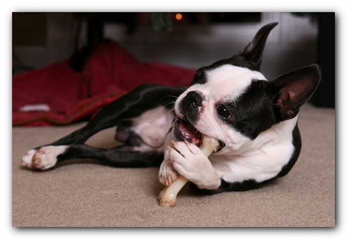 Howie the Sunwoods Boston Terrier Puppy