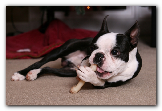 Howie the Sunwoods Boston Terrier Puppy