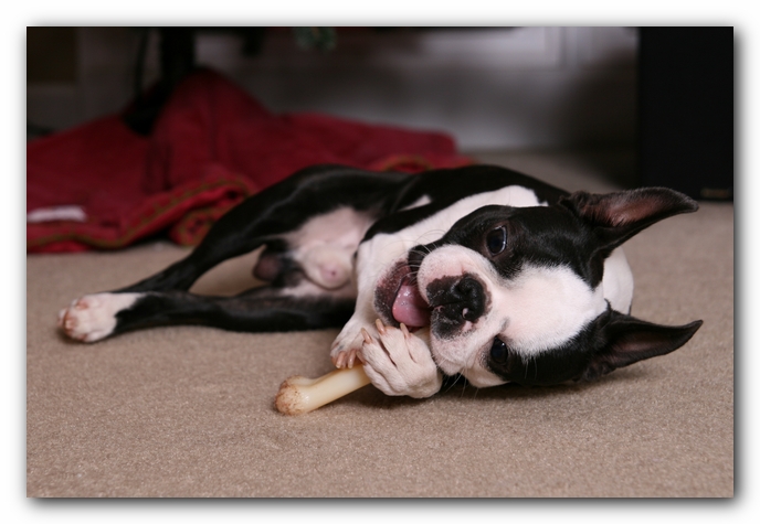 Howie the Sunwoods Boston Terrier Puppy
