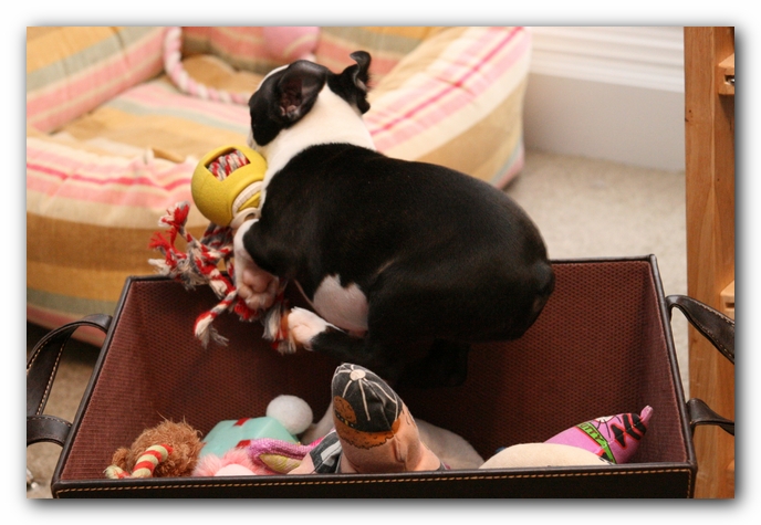 Howie the Sunwoods Boston Terrier Puppy
