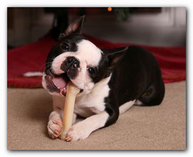 Howie the Sunwoods Boston Terrier Puppy