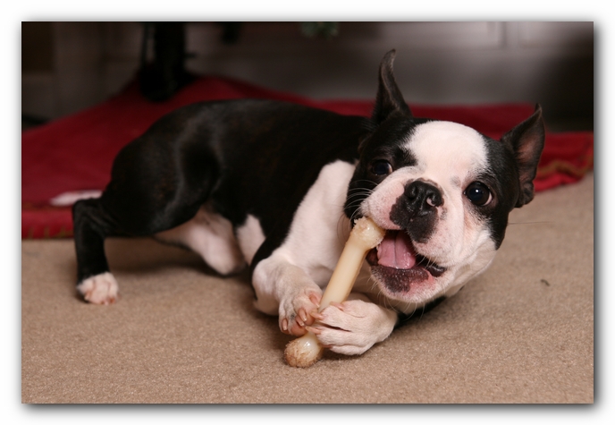 Howie the Sunwoods Boston Terrier Puppy