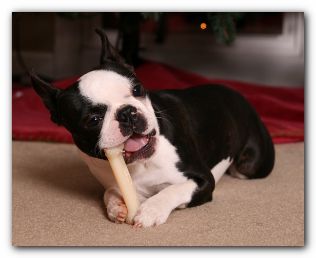 Howie the Sunwoods Boston Terrier Puppy