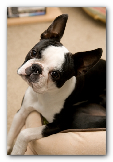 Howie the Sunwoods Boston Terrier Puppy