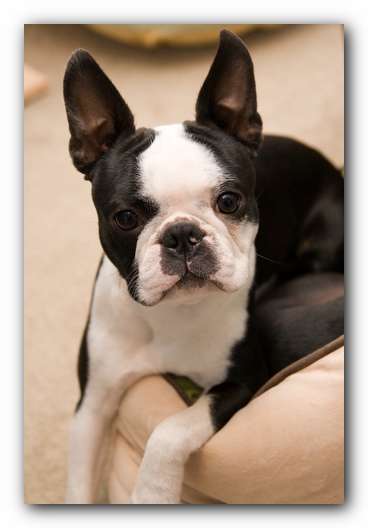 Howie the Sunwoods Boston Terrier Puppy