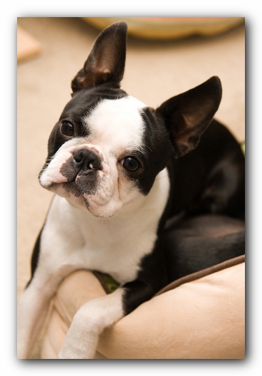 Howie the Sunwoods Boston Terrier Puppy