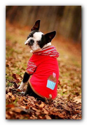 Howie the Sunwoods Boston Terrier Puppy