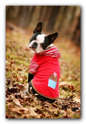 Howie the Sunwoods Boston Terrier Puppy