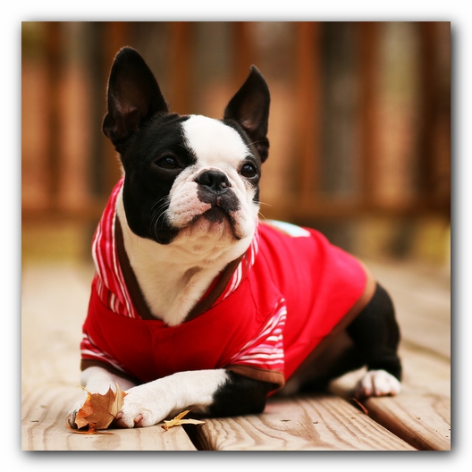 Howie the Sunwoods Boston Terrier Puppy