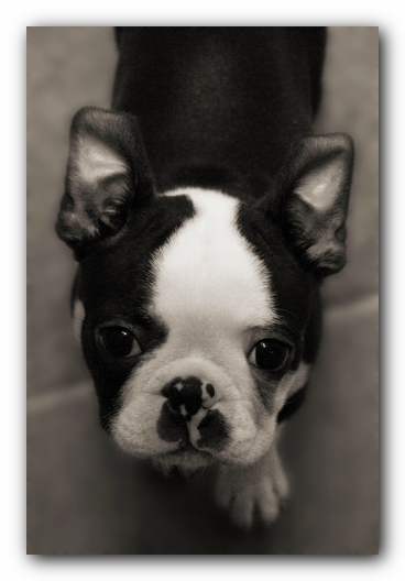 Howie the Sunwoods Boston Terrier Puppy