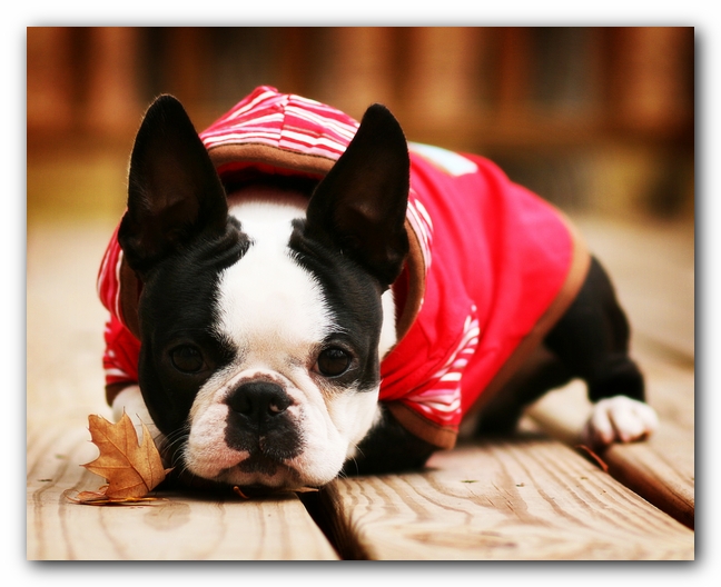 Howie the Sunwoods Boston Terrier Puppy