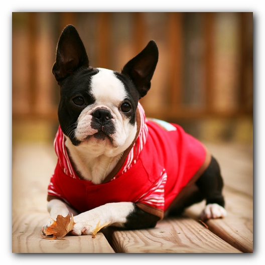 Howie the Sunwoods Boston Terrier Puppy
