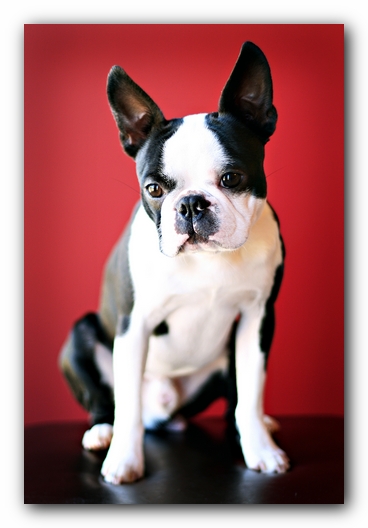 Howie the Sunwoods Boston Terrier Puppy