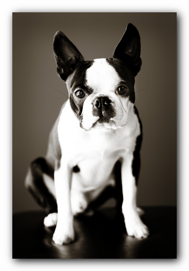 Howie the Sunwoods Boston Terrier Puppy
