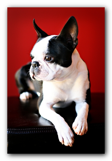 Howie the Sunwoods Boston Terrier Puppy