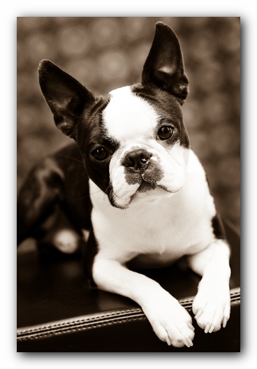 Howie the Sunwoods Boston Terrier Puppy