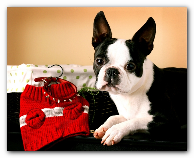 Howie the Sunwoods Boston Terrier Puppy