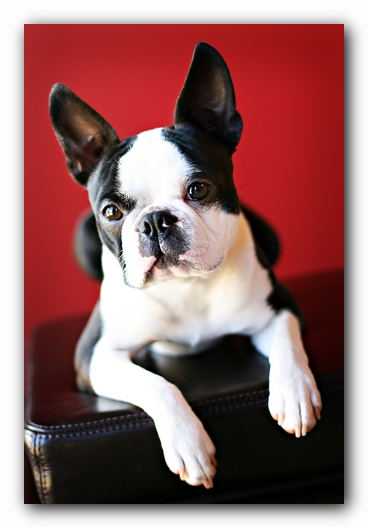 Howie the Sunwoods Boston Terrier Puppy