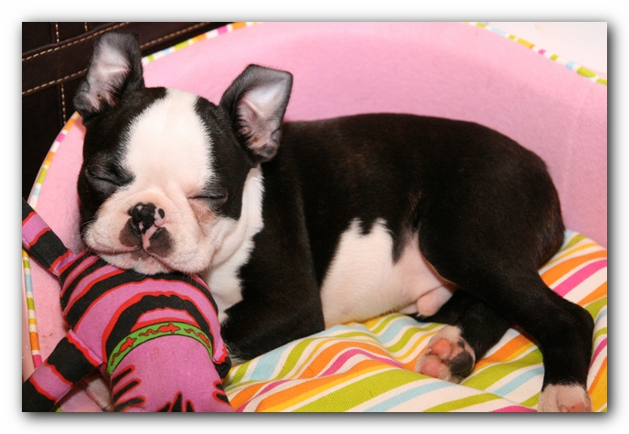 Howie the Sunwoods Boston Terrier Puppy