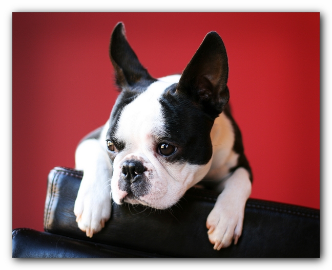 Howie the Sunwoods Boston Terrier Puppy