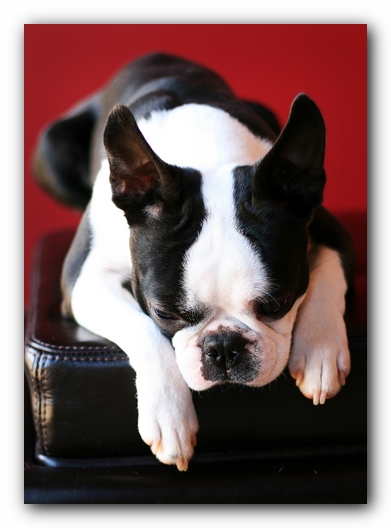 Howie the Sunwoods Boston Terrier Puppy